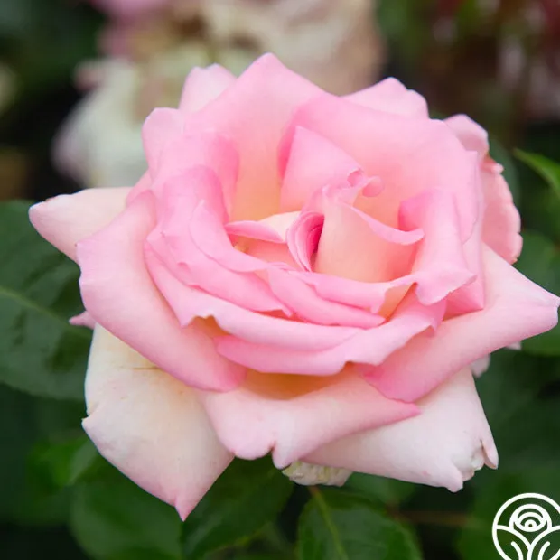 La Fleurette