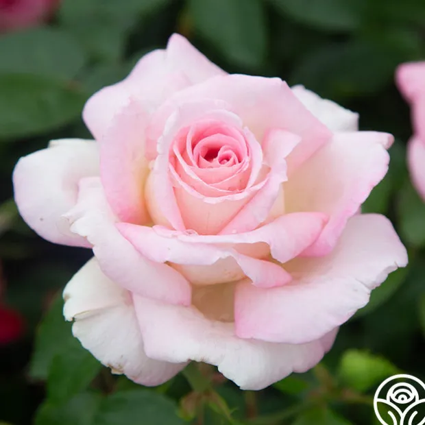 La Fleurette