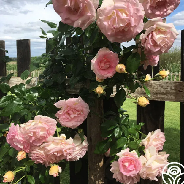 La Fleurette