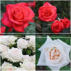Last Chance Roses
