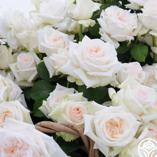 Last Chance Roses