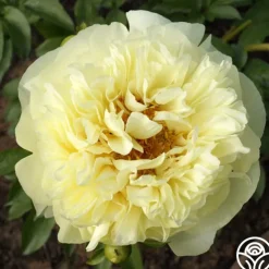 Lemon Chiffon