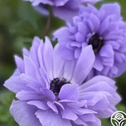 Levante Blue