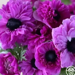 Levante Fucsia
