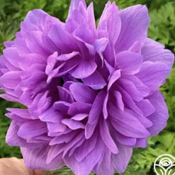 Levante Fucsia