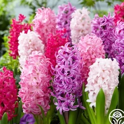 Mix The Pinks