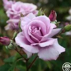 Mme Violet