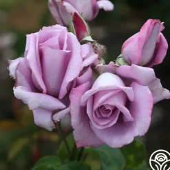 Mme Violet