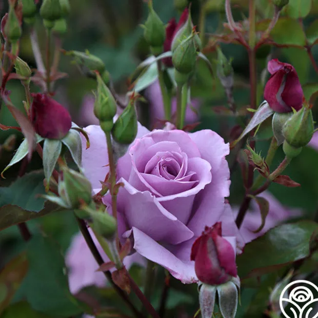 Mme Violet