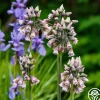 Nectaroscordum
