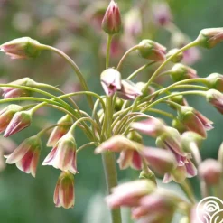 Nectaroscordum