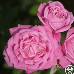 Old Blush