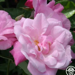 Old Blush