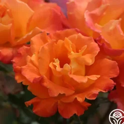 Orange Waves™