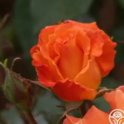 Orange Waves™