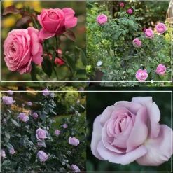 Parisian Cutting Garden