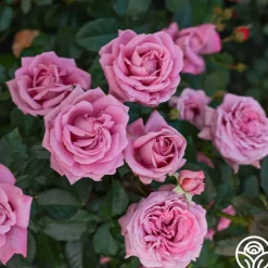 Perfumed Kiss®