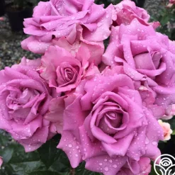 Perfumed Kiss®