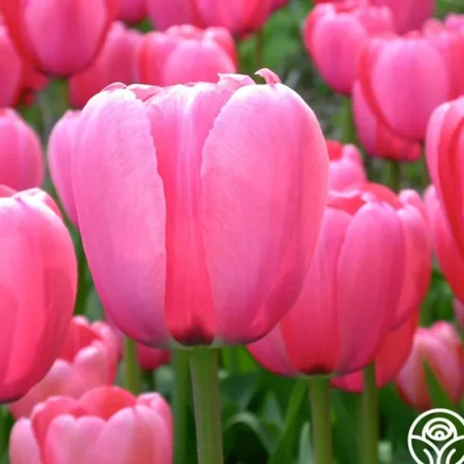 Pink Impression®