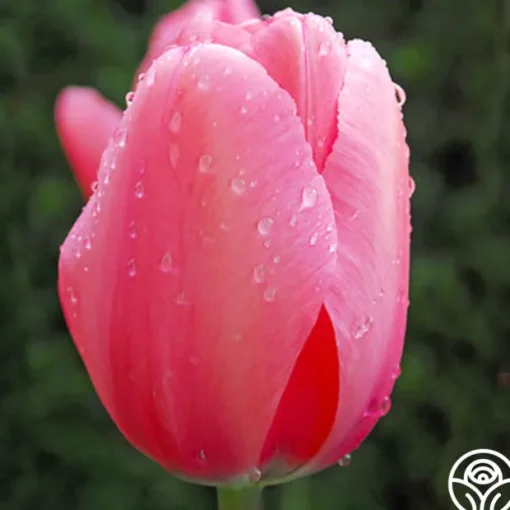 Pink Impression®