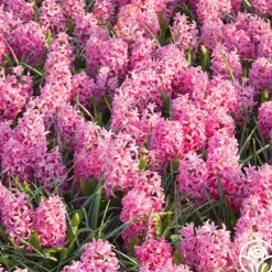 Pink Pearl