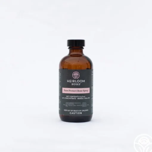 Pure Protect by Heirloom Roses