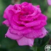 Purple Beauty