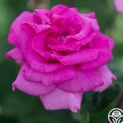 Purple Beauty