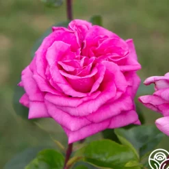 Purple Beauty