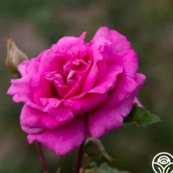 Purple Beauty