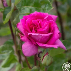 Purple Beauty