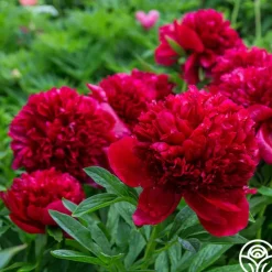 Red Charm