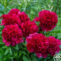 Red Charm