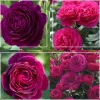 Romantic Bouquet Collection