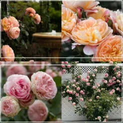 Romantic Climbers Collection