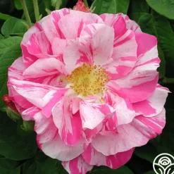Rosa Mundi