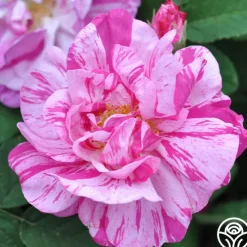 Rosa Mundi
