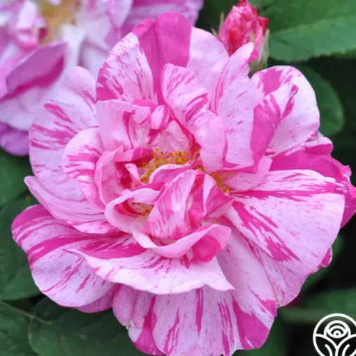 Rosa Mundi