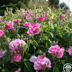 Rosa Mundi