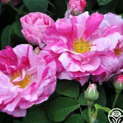 Rosa Mundi