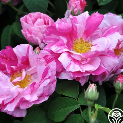 Rosa Mundi