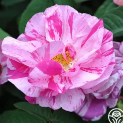 Rosa Mundi