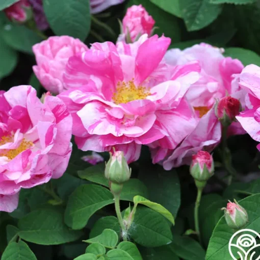 Rosa Mundi
