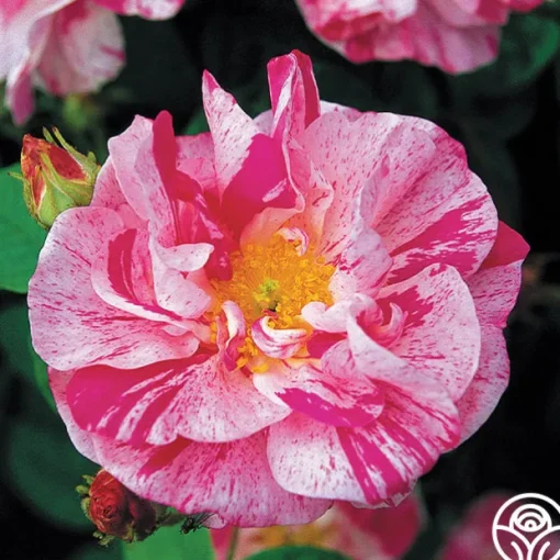 Rosa Mundi