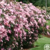 Rosy Hedge