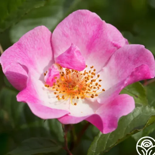 Rosy Hedge