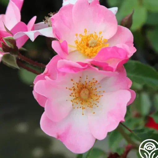 Rosy Hedge