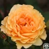 Royal Amber™