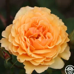 Royal Amber™