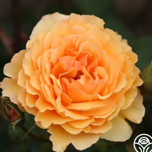 Royal Amber™